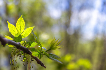 First leaves and buds in spring in bright sunshine. Background with copy space
