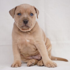 Cute Light Brown Puppy with Blue Eyes Sitting Calmly