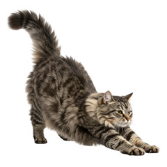 Obraz premium High quality backgroundless cutout of a cat stretching
