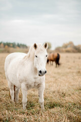 Fototapeta premium Horses in natural habitat. white horse in foreground eats fresh grass in field. concept natural animal nutrition, respect for environment in agriculture The greatness of horse in natural environment