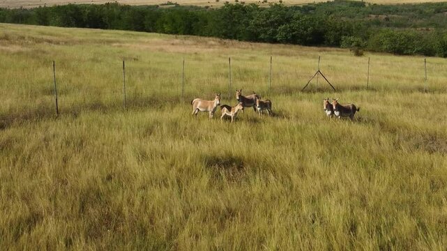 Aerial photography of a group of Onagers (Equus hemionus) standing in the tall steppe grass against the background of the fence of the acclimatization enclosure.