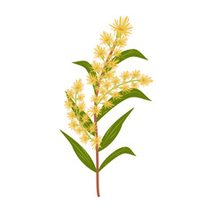 Twig with yellow flowers and leaves of goldenrod bush on a white background. Isolated vector illustration.