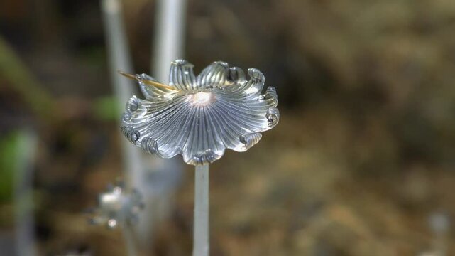 Close-up of the cap of mushroom Gray shag (Coprinopsis cinerea) grown on wild ass (Equus hemionus) manure.
