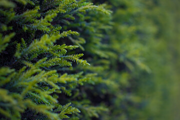 Closeup photography of green plant.Growth background.
