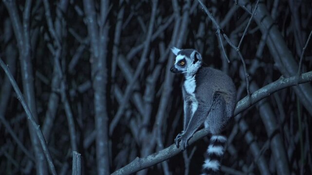A lemur sits on a branch in a dimly lit forest, captured from a side angle. The video conveys a mysterious, nocturnal ambiance.