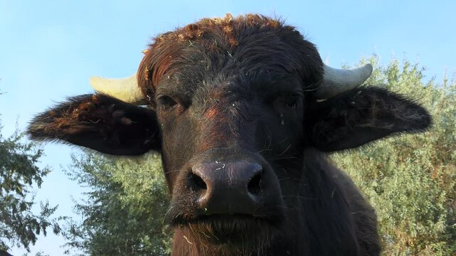 Portrait of a young Water Buffalo (Bubalus bubalis)  against the sky.
