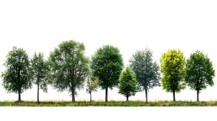Obraz premium A simple yet beautiful row of trees framing a scenic landscape under a clear sky