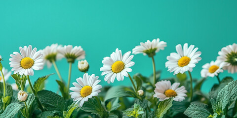Obraz premium Vibrant background of Camomile flowers and mint herb