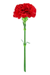 Rote Nelke Hintergrund transparent PNG cut out    Cloves Flower