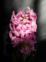 Close-Up of Pink Hyacinth Flower on a Dark Background