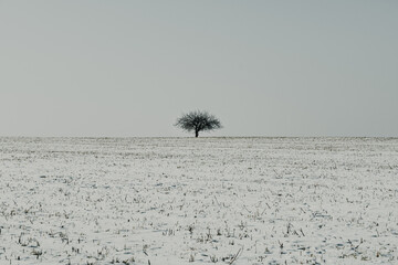 Minimalist Winter Landscape with a Lonely Bare Tree. .Single Tree Standing Alone in a Frozen...