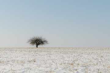 Minimalist Winter Landscape with a Lone Bare Tree
