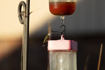 Hummingbirds