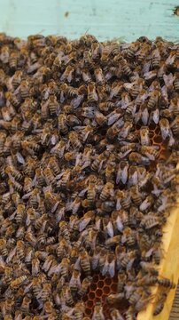 Working bees produce honey. Cute brown useful bees crowl on frame near hives. Apiculture concept. Vertical video