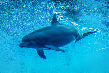 Fototapeta premium A dolphin is swimming in the ocean. The water is blue