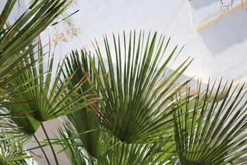 palm tree branches