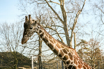 A giraffe is walking in a zoo Stuttgart Germany enclosure. The giraffe is brown and white. The enclosure is fenced in