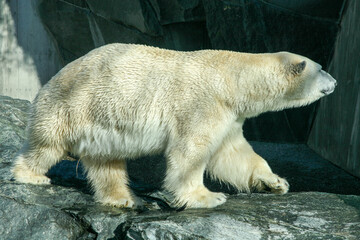 A polar bear standing on a rock in Zoo Stuttgart Germany. The bear is white and has a black nose....
