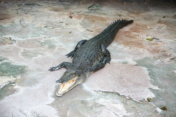 A crocodile laying on the ground in Zoo Stuttgart Germany. The crocodile is black and white