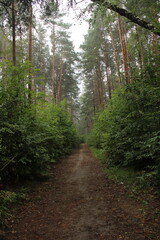 Fototapeta premium A forest path between the trees for pedestrians and cyclists