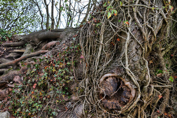 A tree with roots and vines growing out of it. The trunk is hollow and has a hole in it
