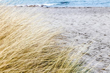 A beach with a bunch of grass on it Baltic Sea in Germany. The grass is brown and is scattered all over the beach