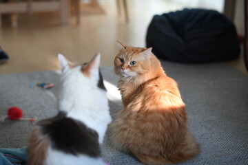 威嚇する猫（マンチカン）