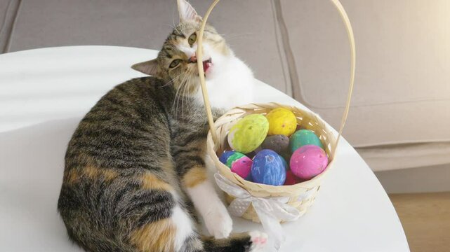 Happy Easter celebration with adorable cat playing near colorful eggs