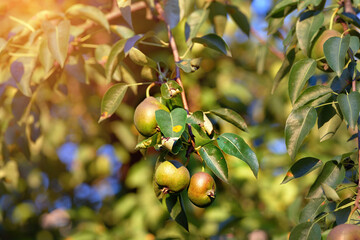 Pear tree branch with infected leaves and growing fruit affected by rust fungus, plant disease,...