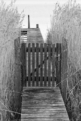 Old jetty with a door in the reeds at Lake Ammersee, black and white photo, Bavaria, Germany, Europe