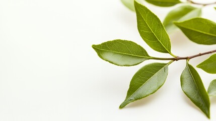 Obraz premium Green Leaves Branch on White Background