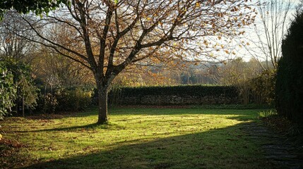 Naklejka premium Serene Autumn Landscape with Bare Tree and Sunlit Grass Area