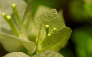 Obraz premium closeup of bougainvillea flower