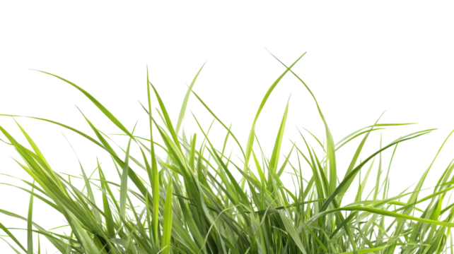 Lush green grass blades swaying gently in the breeze during a sunny day in a tranquil meadow