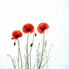 Obraz premium Three red poppy flowers stand tall on white background. Nature vibrant beauty, elegance. Delicate flora contrasting rural scenery, sight. Floral design frame vision. Tranquil blossom summer texture