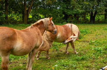 Obraz premium brown horses on green pasture, peaceful rural atmosphere, Natural behavior, peaceful atmosphere. for nature documentaries, farming life