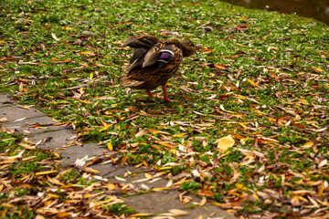 Anas platyrhynchos female duck, gliding across pond, depiction wildlife in motion, beauty waterfowl in natural habitat, nature protection