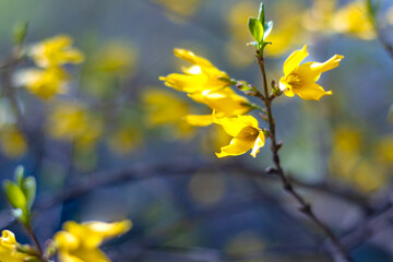 Spring yellow flowers on bushes in bright sunlight. Background with copy space