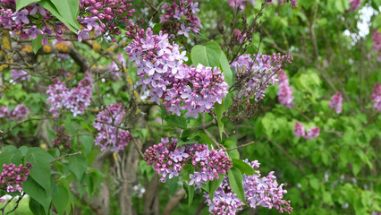 Obraz premium Branches of purple lilac in bloom against the background of greenery and lilac garden, selective focus, horizontal orientation
