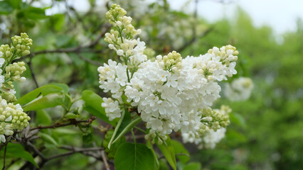 Branch of white lilac in bloom against green background, selective focus, horizontal orientation