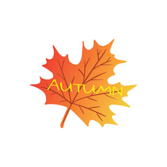 maple leaf isolated on white