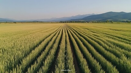 Fototapeta premium Aerial view of wheat field rows, mountain backdrop, farmland, sunset