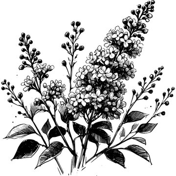 black and white lilac flowers drawing clip art preview