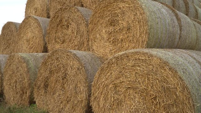A close-up view of multiple round straw bales stacked in an orderly formation. The textured surface of dry golden hay contrasts with the tightly wrapped protective netting.