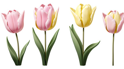 Obraz premium tulips isolated on white