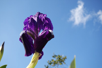 Natura