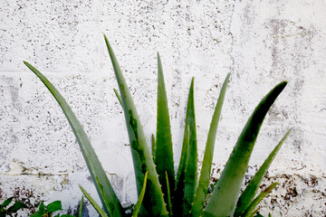 Natura
