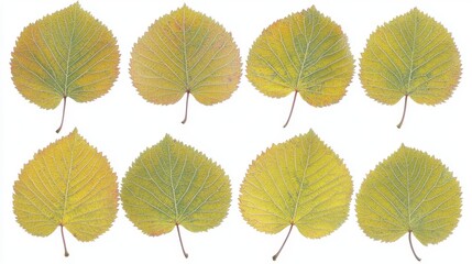 Obraz premium A collection of green leaves, isolated on a pristine white background, offering a transparent backdrop for design and artistic expression. 
