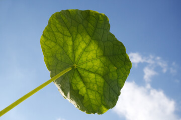 Natura