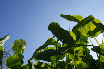 Natura